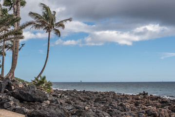 Palm tree on black beach