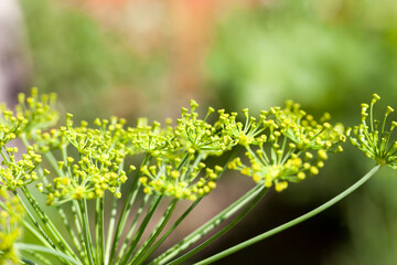 green dill in the agricultural field