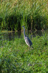 Heron,  long-legged freshwater and coastal bird, standing still while fishing and feeding in a marsh and pond.