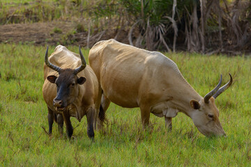 Dark brown african cows with long horns grazes in the field. Guinea, West Africa