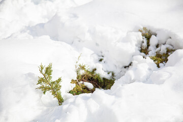 Árboles cubiertos de nieve después de un temporal