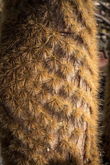 Brown cactus