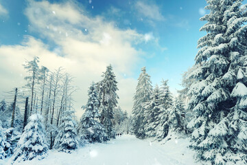 Fototapeta na wymiar Schneefall in den Wäldern