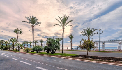 palm trees on the street