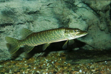 El lucio norteño o lucio (Esox lucius) es una especie de pez carnívoro, especie exótica del río Guadiana (España y Portugal). Son típicas de las aguas dulces y salobres del hemisferio norte.