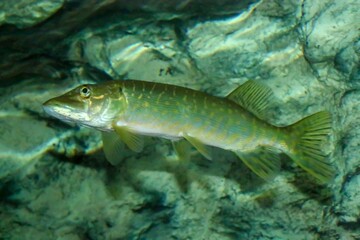 Fototapeta premium El lucio norteño o lucio (Esox lucius) es una especie de pez carnívoro, especie exótica del río Guadiana (España y Portugal). Son típicas de las aguas dulces y salobres del hemisferio norte.