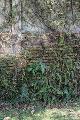 Greenhouse full of green plants.