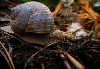 snail on a leaf