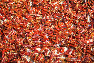 Indian red dry chillie on direct sunlight with seeds