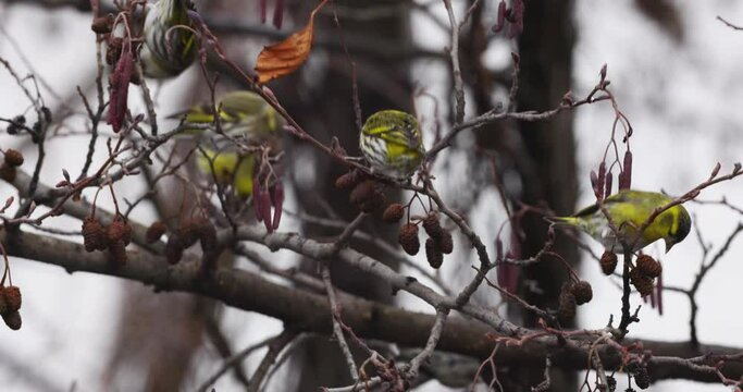 Eurasian siskin (Spinus spinus) on a branch feeding