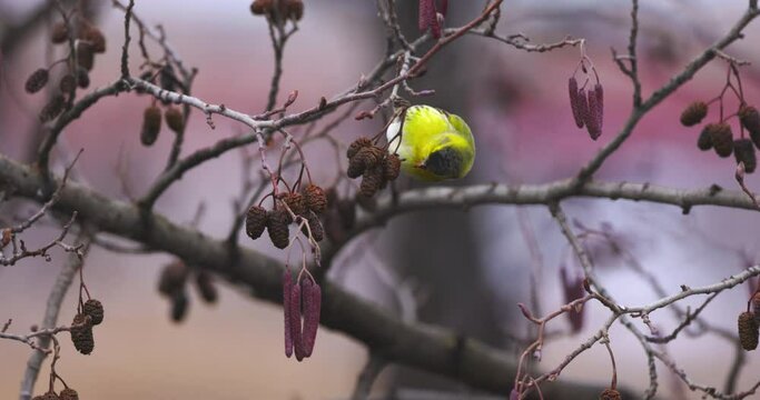 Eurasian siskin (Spinus spinus) on a branch feeding