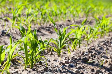 a sunlit agricultural field with green sweet corn