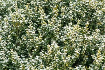 boxwood in the snow