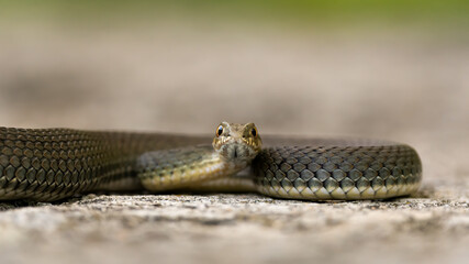 Malpolon monspessulanus, known as the Montpellier snake, lying a rock. Isolated on a light background