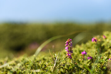 Little purple flower in a green meadow in a summer time.