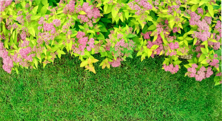 The front yard in spring garden landscape design with bright green lawn and flowers Spiraea.