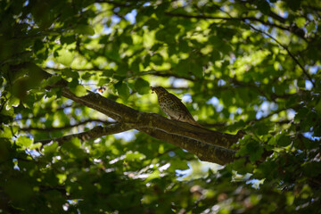 A bird on a tree branch in an Irish forest