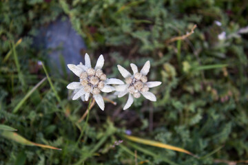 Two edelweiss in Altai valley