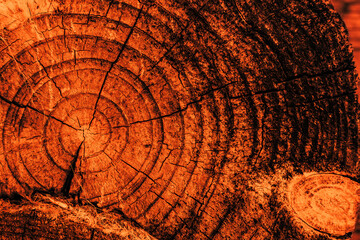 Charred burnt saw cut of a pine log at dusk at sunset. Selective focus, white balance offset.