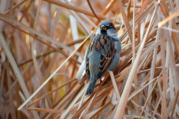 Sparrow in the city Park