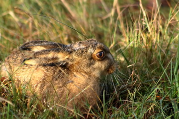 Hare sitting in the grass