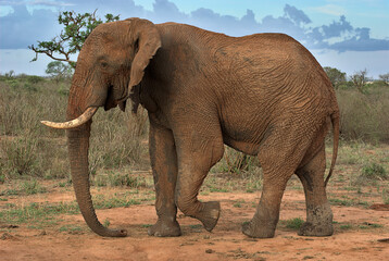 Old male elephant, sideview portrait