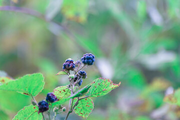 bush in the forest with blackberries