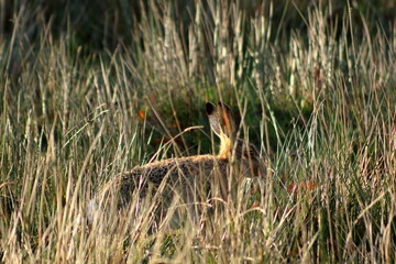 hare hiding in the grass
