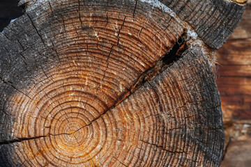 Fototapeta premium The texture of coniferous tree burnt log in cut with rings, cracks, holes, cuts and scratches. To center there are filamentary tarry smudges, to the edge - burnt, charred insertion, inclusions.