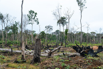Depressing landscape view of forest burn trees in a cattle farm in the Amazon rainforest, Brazil....