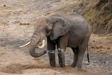 The African bush elephant (Loxodonta africana) looking for water in dry riverbeds, drinking. A large male dug a water pit to drink.