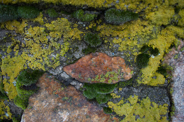 lichen on stone