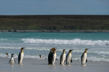 The king penguin (Aptenodytes patagonicus)
