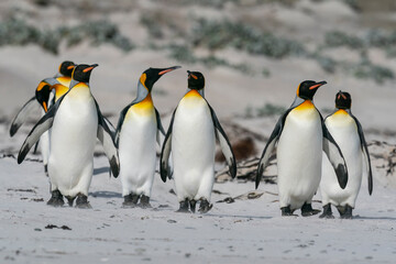 The king penguin (Aptenodytes patagonicus)