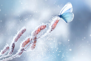 Delicate fragile butterfly on a birch branch in frost and snow in a fairy forest. Spring winter natural background. Wonderland. Copy space. - 405246995