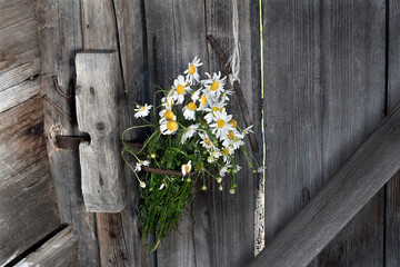 Bouquet of daisies hanging on the door handle of wooden collars