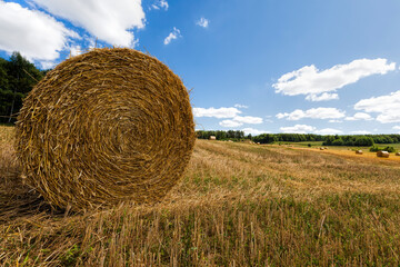 haystacks of rye straw