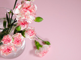 Mini carnation flowers in a vase on pink background