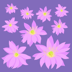 Flowers of the nut-bearing lotus with pistils and stamens on a purple background. Vector. For gift paper or for repeat printing.
