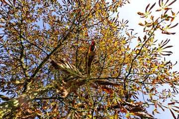 autumn and on chestnut trees