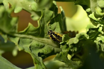 Cabbage caterpillar on a green eaten cabbage leaf - macro