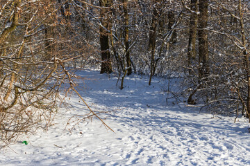 Fototapeta na wymiar Snowy forest landscape. Trees covered with snow.