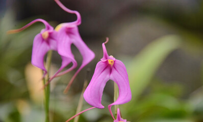 Pink Masdevallia orchid in the Quito Botanical Gardens, Quito, Ecuador