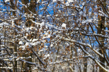 Snowy forest landscape. Trees covered with snow.