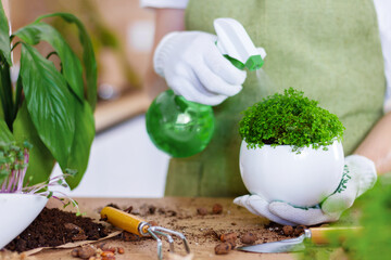 Concept of transplanting plants. Gardening rake and plants in pots on rumpled craft paper with copy space.  Taking care of home plants.  Schlumbergera cactus and ivy
