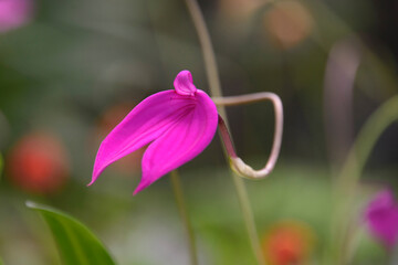 Pink Masdevallia orchid in the Quito Botanical Gardens, Quito, Ecuador