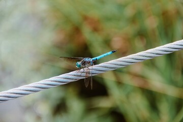 dragonfly on a branch