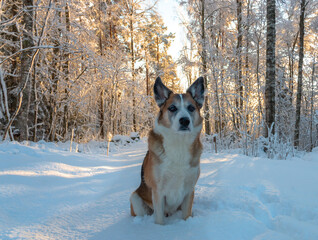 Dog, Alaskan Husky mix, sits in the snow on a path