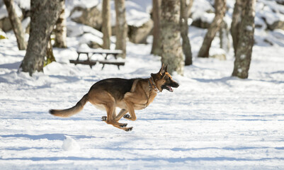 Fototapeta na wymiar Purebred german shepherd dog running in the snow