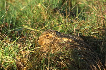 Hare in the grass